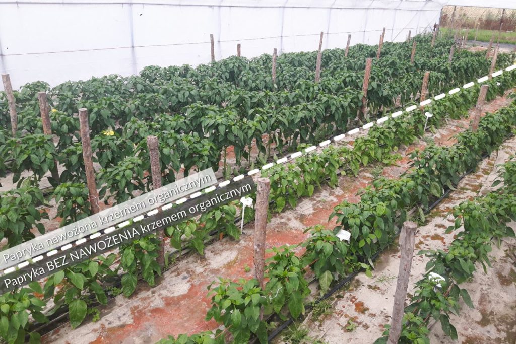 Zdjęcie wykonano podczas doświadczeń z preparatami krzemowymi Perma-Guard Agro w 2017 roku.