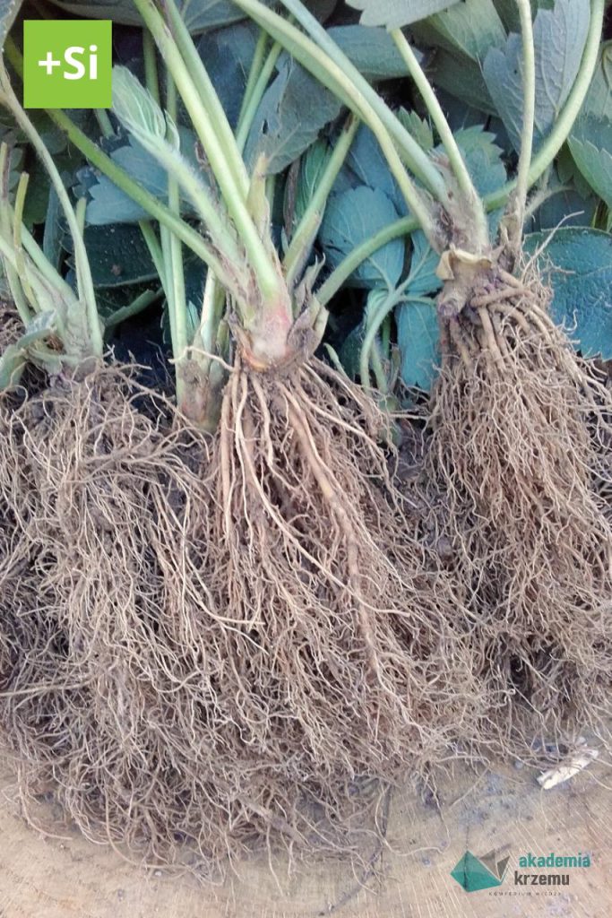 Korzenie truskawki zasilanej krzemem organicznym Perma-Guard Agro.