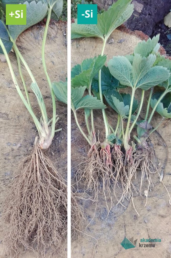 Porównanie wielkości korzeni u roślin suplementowanych krzemem oraz osobników nienawożonych.