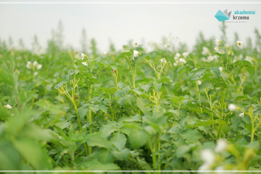 Nawożenie ziemniaka krzemem przyniosło oczekiwany skutek. Zebrano większy plon lepszej jakości.