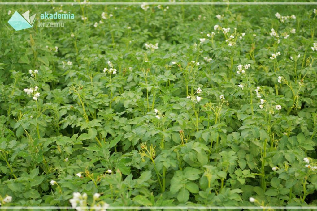 Ekologiczna uprawa ziemniaka, na której zastosowano suplementację krzemem.