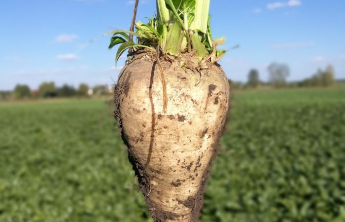 Burak cukrowy nawożony krzemem. Fot. Perma-Guard Agro
