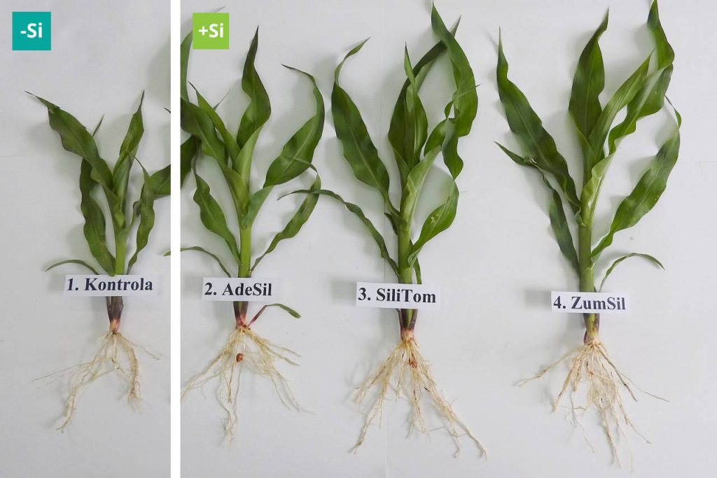 Porównanie roślin kukurydzy, na których zastosowano suplementację krzemem z rośliną kontrolną.