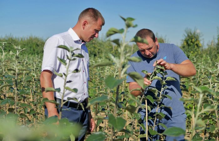 W szkółce Grzegorza Kolasińskiego zastosowano nawożenie krzemem organicznym. Fot. Bartłomiej Kowalski