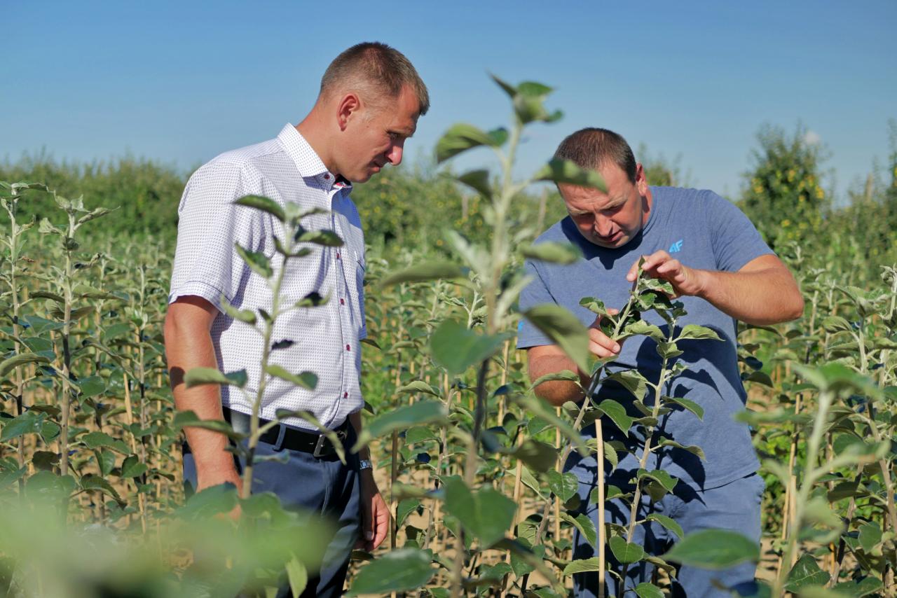 W szkółce Grzegorza Kolasińskiego zastosowano nawożenie krzemem organicznym. Fot. Bartłomiej Kowalski