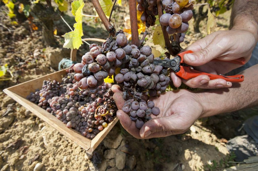 Uprawa winogron porażona grzybem z rodzaju Botrytis.